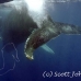 whale_humpback_h_00331_dom3735.jpg